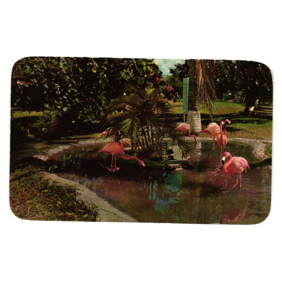 Tropical Florida Flamingos Vintage Postcard Pink Birds Rare Bird Farm Miami - Picture 1 of 2
